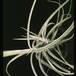 Tillandsia schiedeana-2855