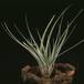 Tillandsia fasciculata-2842