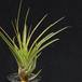 Tillandsia tricolor v melanocrater-RBT