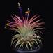Tillandsia ionantha