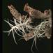 Tillandsia paleacea-2853
