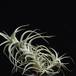 Tillandsia bergerii-RBT