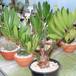 Zamia zamifolia 1