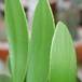 Zamia zamifolia 2