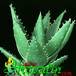 Aloe mitriformis 1162