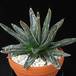 Agave victoriae-reginae