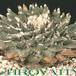 Ariocarpus elongatus 21