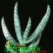 Aloe ferox 1165