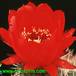 Acanthocalycium thionanthum v variiflorum flower 561