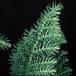 Araucaria heterophylla closeup 3005