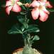 Adenium obesum 1616