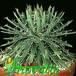 Agave parviflora 1173