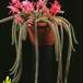 Aporocactus flagelliformis 634