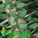 Alluaudia procera thorn 1128