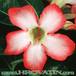 Adenium obesum flower 1617