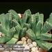 Aloinopsis lodewykii 1574