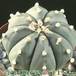 Astrophytum asterias v nudum add2 4