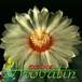 Astrophytum asterias v nudum flower 461