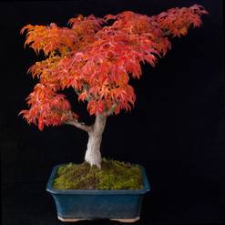 Bonsai trees - outdoor