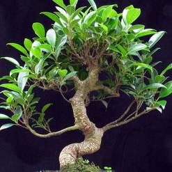 Bonsai trees - indoor