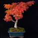bonsai-zunanji