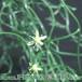 Bowiea volubilis flower 1611