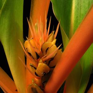 Bromeliads