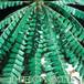 Biophytum sensitivum leaf 1031