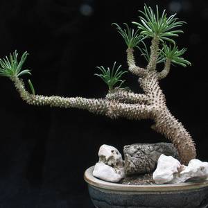 Bonsai trees - succulents