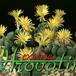 Conophytum meyeri 1540