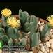 Conophytum bilobum 1563