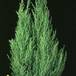 Cupressus macrocarpa 1889