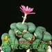 Conophytum pearsonii 1536