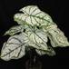 Caladium white 2
