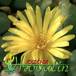Conophytum meyeri flower 1541