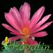 Conophytum pearsonii flower 1537