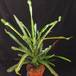 Codiaeum variegata goldfinger