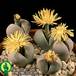 Dinteranthus wilmotianus 1591