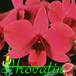 Dendrobium bigibbum flower 1798