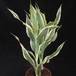Dracaena deremensis