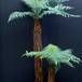 Dicksonia squarrosa 1724