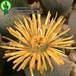 Dinteranthus wilmotianus flower 1592