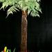 Dicksonia squarrosa 1725