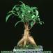 Ficus retussa 2614