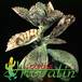 Kalanchoe marmorata 1233
