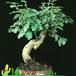 Ligustrum 2626