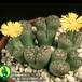 Lithops gesinae v gesinae 1576