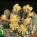Lithops dorotheae 1571