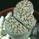lithops bromfieldii v menne
