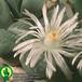 Lithops olivacea v olivacea flower 1580